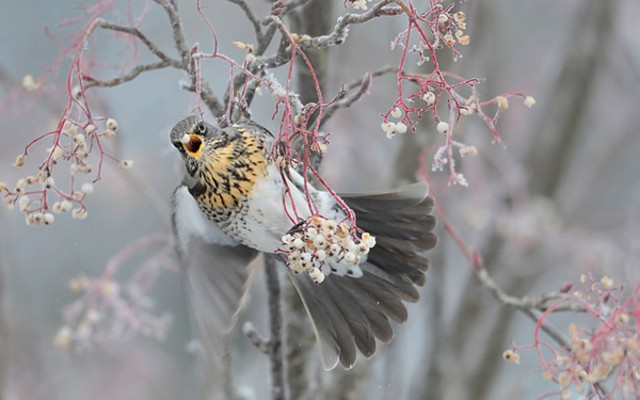 万物皆有灵:国外优秀生态摄影作品集锦套图
