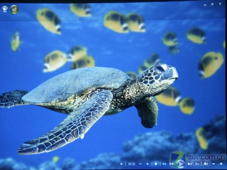 海底动物画面测试