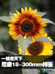 尼康18-300mm F3.5-5.6G海外实拍样张
