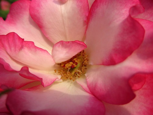 洴Ӱ PowerShot Nٱ 
