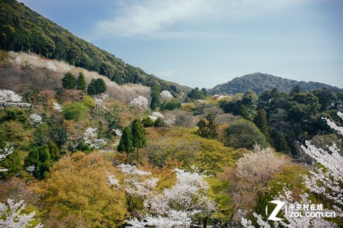 大C游世界 樱花季漫步日本京都清水寺