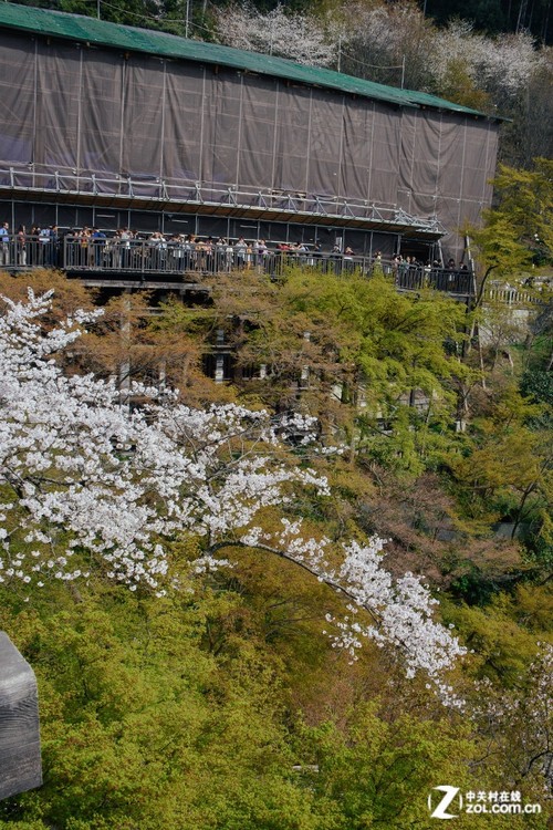 大C游世界 樱花季漫步日本京都清水寺