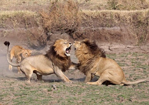 eos-1d x行摄肯尼亚