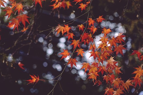 �����ձ������Ļ� ����RX10�ڿ���ӯ֮�� 