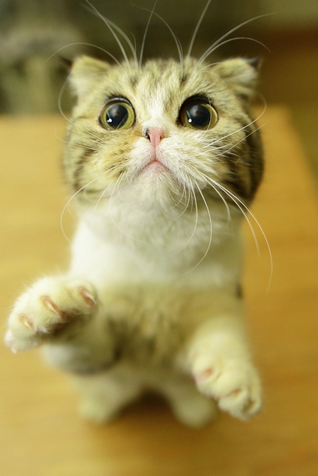 猫咪视频儿童版1-3岁动物世界 cehevPaLrkEiU.jpg