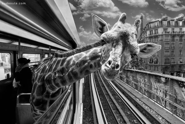 令人咋舌的大胆想象 假如动物在巴黎_佳能 5d mark iii(单机)_数码影