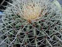 vivo S7 2012��(ȫ��ͨ��������5