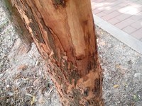 ����7295����ͨ�棩������4