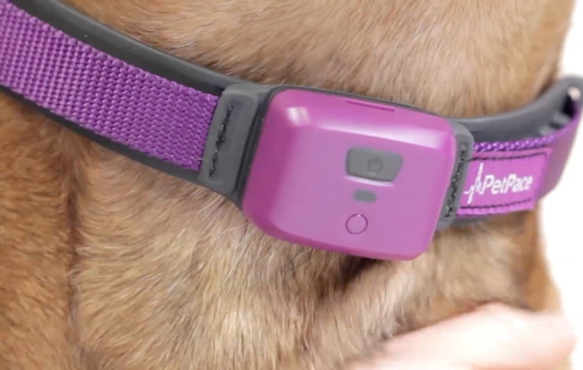 【高清图】类fitbit宠物项圈 petpace宠物健康警报 图1 -zol中关村