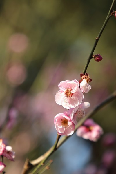 ܣCanon EF ׼佹ͷ/ͷ 24-105mm F4L IS IIUSM