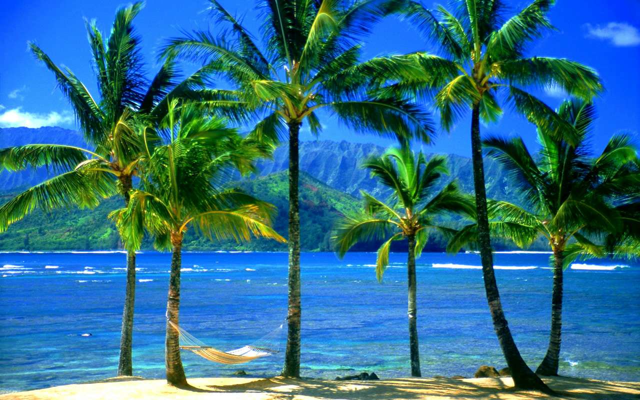 【高清图】动物天地 1920x1200热带风宽屏壁纸 图16 -zol中关村在线