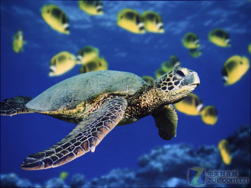 ����3D��Ч�� NEC�����NP215+�ײ� 