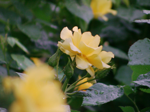 120���佹������ת���籭 ����H806���� 