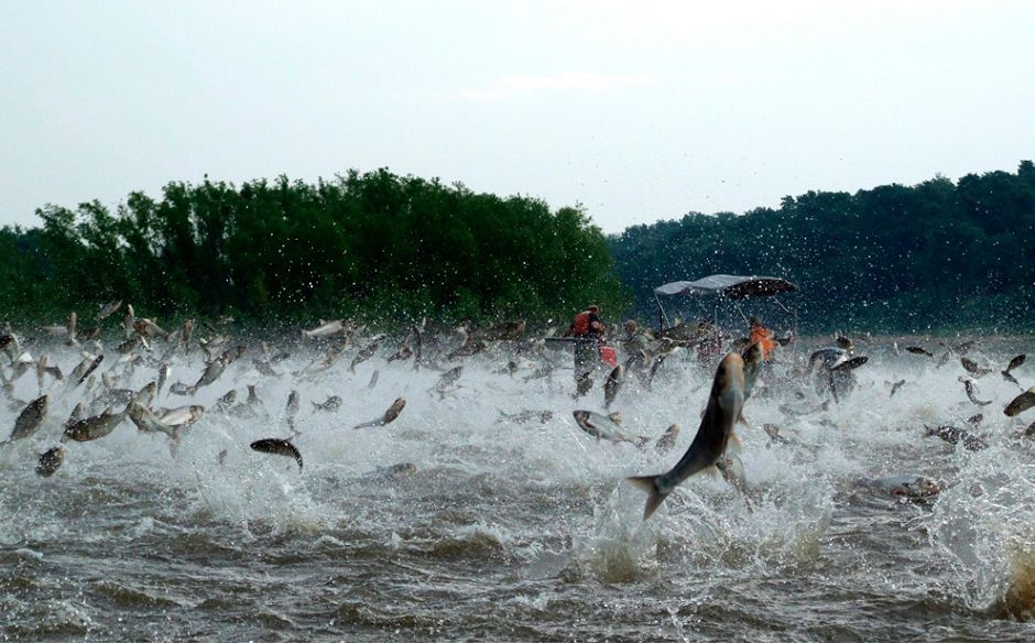 【高清图】 "同在一个地球" 新闻摄影中动物高清图图20
