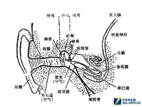 人耳的外耳道具备共振的特性,根据每人的耳道长度不同会有所差异,但大