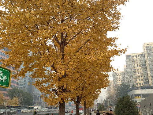 ����������� iPhone 4S/С��/N9���նԱ� 