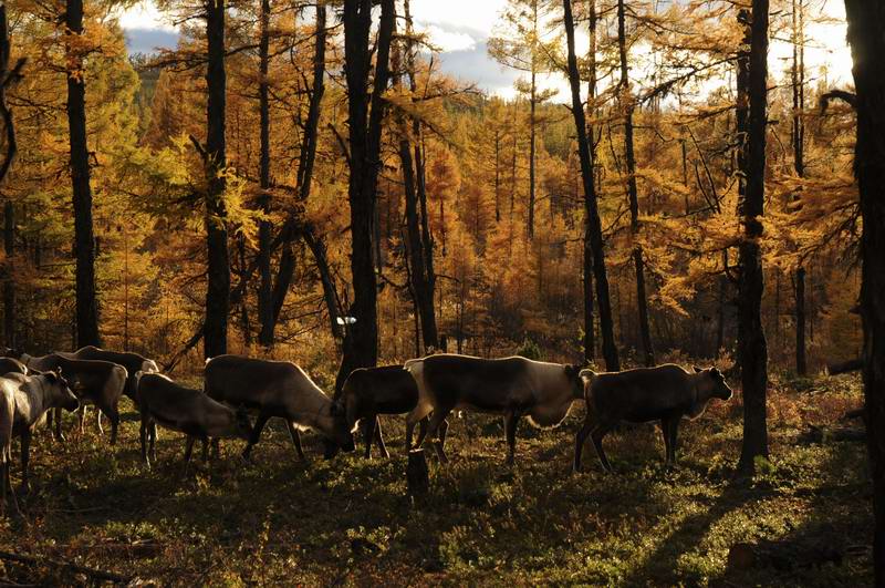 【高清图】 爱普生影艺坊携手顾桃举办《在北方》跨年摄影展图3