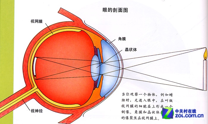 数码英语通:眼睛般明亮的屏幕 retina图片欣赏,图3-zol中关村在线第3