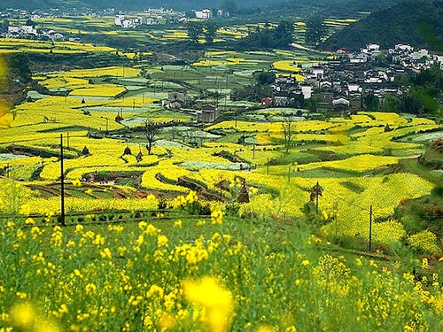 婺源可以说是近年来非常火热的一处旅游景点,因其春天漫山遍野的油菜